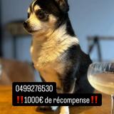 Picture of dog lost at Nismes