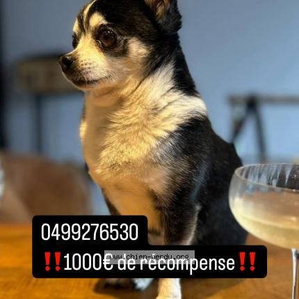 Photo 1/1 Oreo Chien lost in Nismes