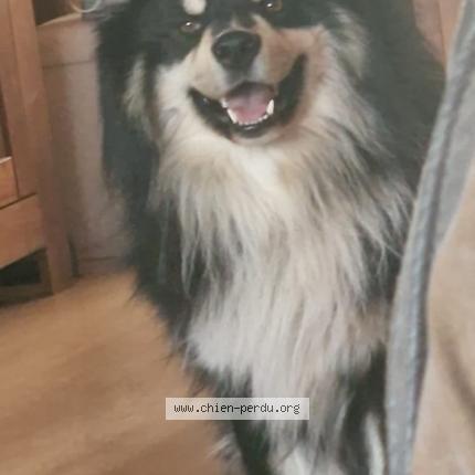 Foto van vermiste hond in Chenee