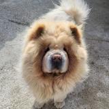 Picture of dog lost at Montcaret