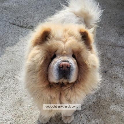 Photo 1/1 Poumba Chien lost in Montcaret