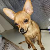 Picture of dog lost at Auterive