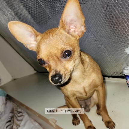 Photo 1/1 Biscotte Chien lost in Auterive