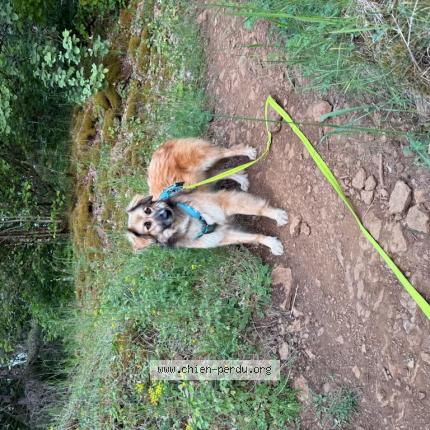 Foto 1/1 Wiedergefundener Hund Verloren in Rumelange