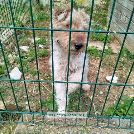 Photo 1/1 Dog reunited Found in Cherisy