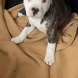 Picture of dog lost at Sotteville Les Rouen