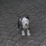 Picture of dog lost at Sotteville Les Rouen