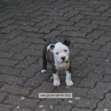 Photo 1/1 Snow Chien lost in Sotteville les rouen