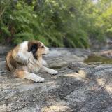 Picture of dog lost at Carqueiranne