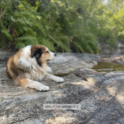 Photo 1/1 Zeus Chien lost in Carqueiranne