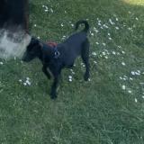 Picture of dog lost at Gien