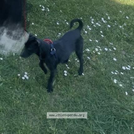 Photo 1/1 Lady Chien lost in Gien