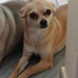 Picture of dog lost at Charleroi