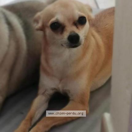 Photo 1/1 Chanel Chien lost in Charleroi