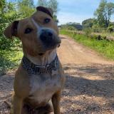 Picture of dog lost at Servian