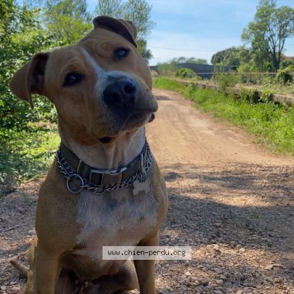 Photo 1/1 Nala Chien lost in Servian