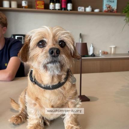Foto van vermiste hond in Thimister Clermont