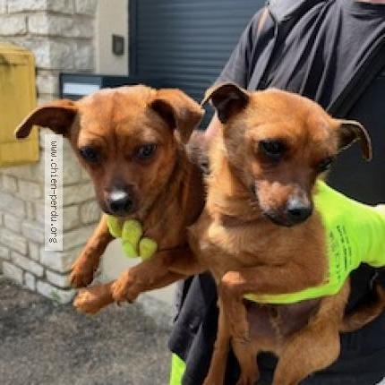 Photo 1/1 Found dog Found in Tourriers