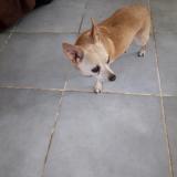 Picture of dog lost at Marliac