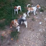 Picture of dog lost at Esparsac