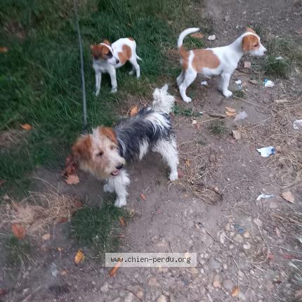 Photo 1/1 Finou Chien lost in Esparsac