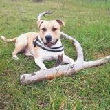 Picture of dog lost at Saint Vallier De Thiey