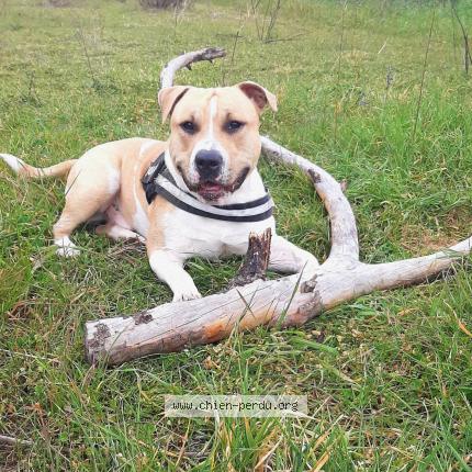 Photo 1/1 Sango Chien lost in Saint vallier de thiey