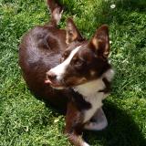 Picture of dog lost at Saint Maurice Sur Aveyron