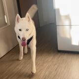 Picture of dog lost at Deville