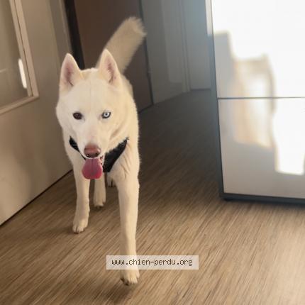Photo 1/1 Naya Chien lost in Deville
