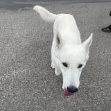 Picture of dog found at Cabrieres D Avignon
