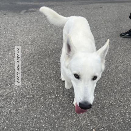 Photo 1/1 Found dog Found in Cabrieres d avignon