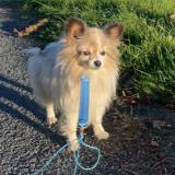 Picture of dog lost at Sainte Fortunade