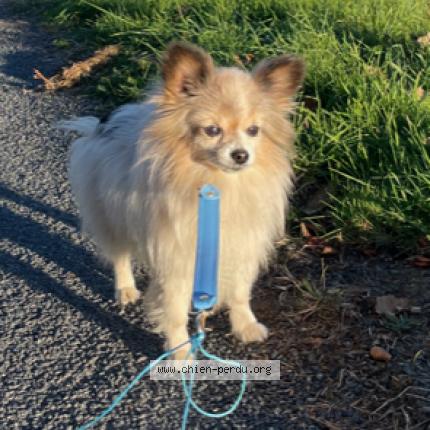 Photo 1/1 Gaby Chien lost in Sainte fortunade