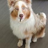 Picture of dog lost at Audrieux