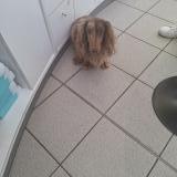 Picture of dog found at Paris