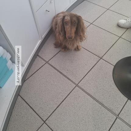 Photo 1/1 Found dog Found in Paris