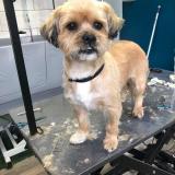 Picture of dog lost at La Lande Patry