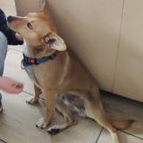 Picture of dog lost at Ghyvelde