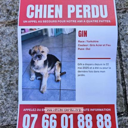 Photo 1/1 Gin Chien lost in Evry courcoronne