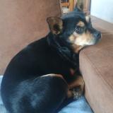 Picture of dog lost at Tournoisis