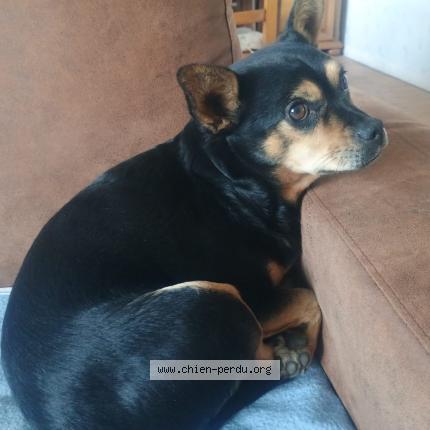 Photo 1/1 Mimi Chien lost in Tournoisis