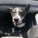 Picture of dog lost at Charbonnieres Les Vieilles