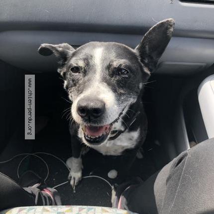 Photo 1/1 TINA Chien lost in Charbonnieres les vieilles