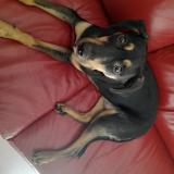 Picture of dog lost at Baccarat