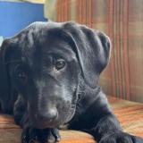 Picture of dog lost at Saint Ouen Les Vignes