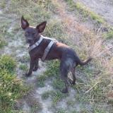 Picture of dog lost at Sainte Colome La Commanderie