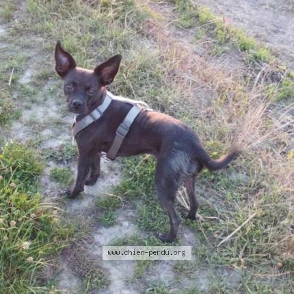 Photo 1/1 Helya Chien lost in Sainte colome la commanderie