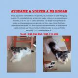 Picture of dog lost at Chiclayo