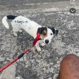 Picture of dog lost at Saint Louis